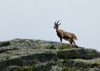 bouquetins Bionassay (9) : 2013, Mont Blanc